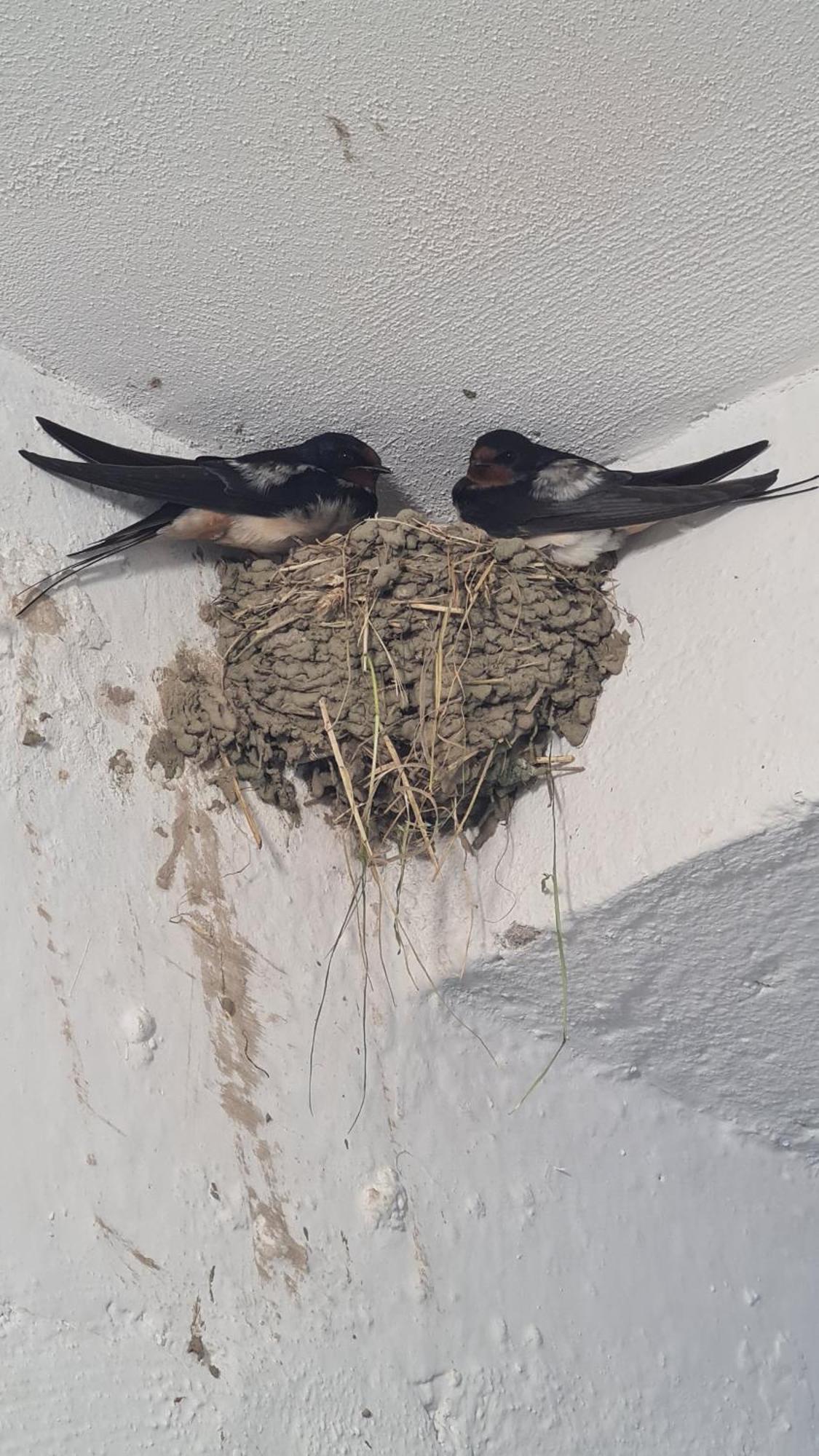 Appartement Dei Cozy Shkodër